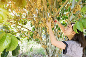 .Gardeners are harvesting longkong fruits.