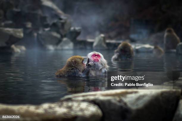 bathing snow monkeys at jigokudani snow monkey park - 地獄谷野猿公苑 ストックフォトと画像