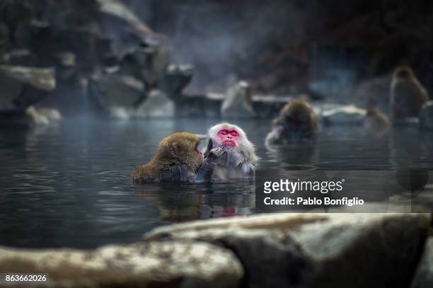 bathing snow monkeys at jigokudani snow monkey park - japanese macaque stock pictures, royalty-free photos & images