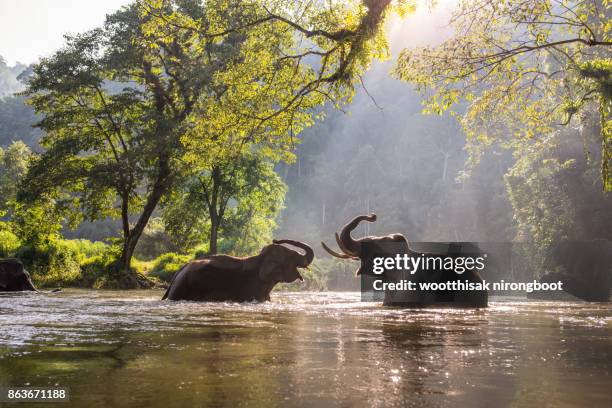 thailand elephant - animal behavior fotografías e imágenes de stock