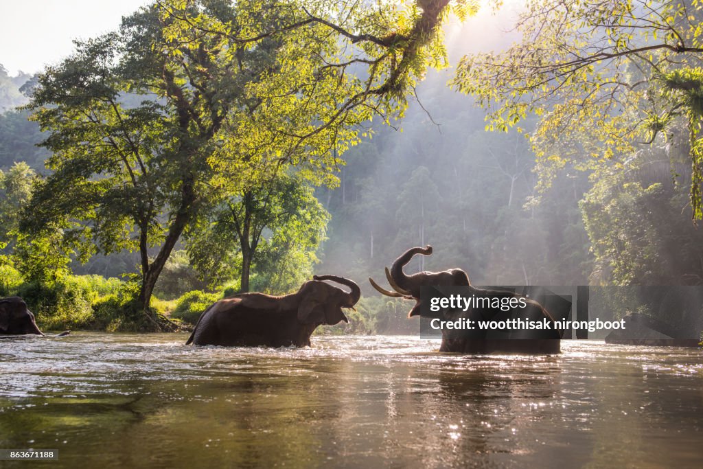 Thailand elephant