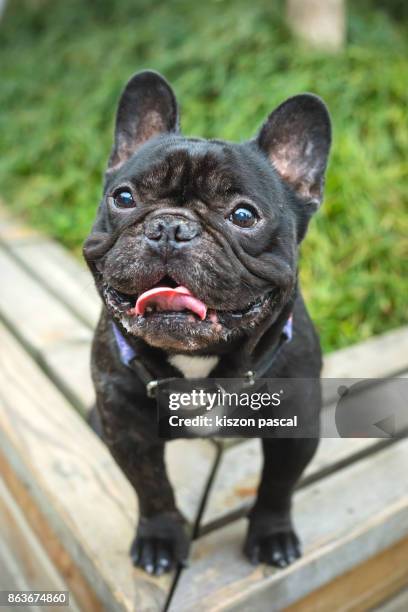 cute french bulldog smiling and looking at camera in street - bulldog frances imagens e fotografias de stock