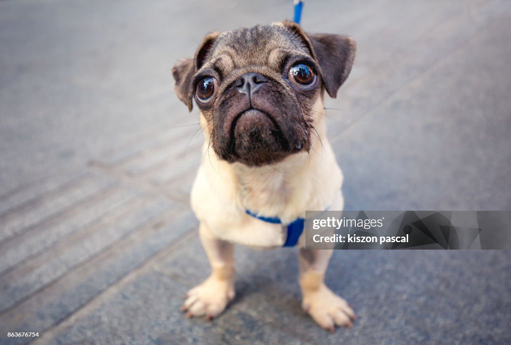 Cute baby pug in the street looking at camera