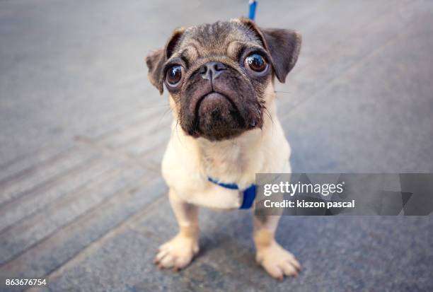 cute baby pug in the street looking at camera - pug stock pictures, royalty-free photos & images