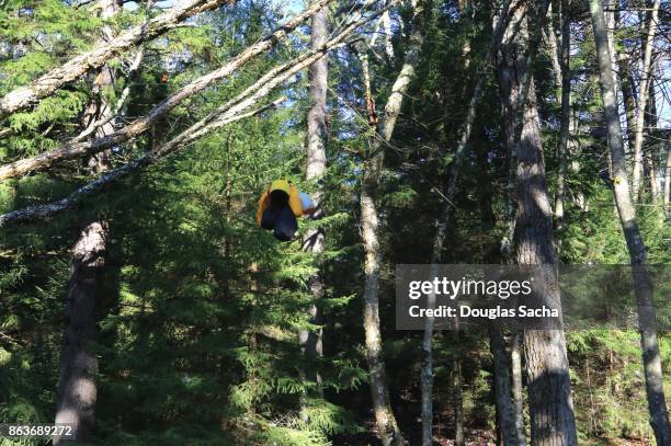 bear bagging assembly hangs from an overhead rope - bear camping stock pictures, royalty-free photos & images