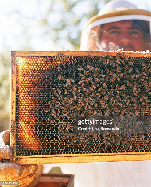 beekeeper holding a moveable bee hive frame w/bees - st helena ethnicity stock pictures, royalty-free photos & images