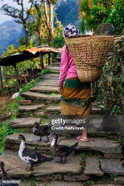 nepalese vrouw met een mand in de buurt van annapurna bereik - annapurna stockfoto's en -beelden