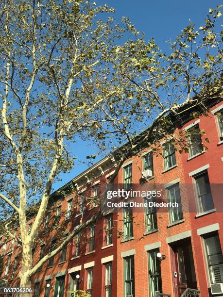 brooklyn ny brick buildings - diane diederich stock-fotos und bilder