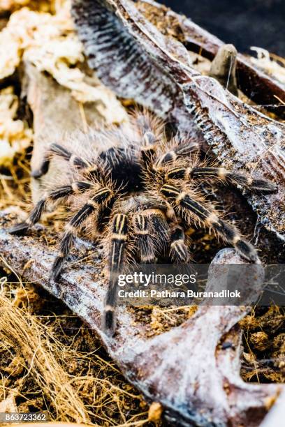 chaco golden knee tarantula - fossil hunting stock pictures, royalty-free photos & images