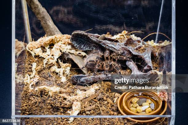 chaco golden knee tarantula - chaco golden knee tarantula stock pictures, royalty-free photos & images