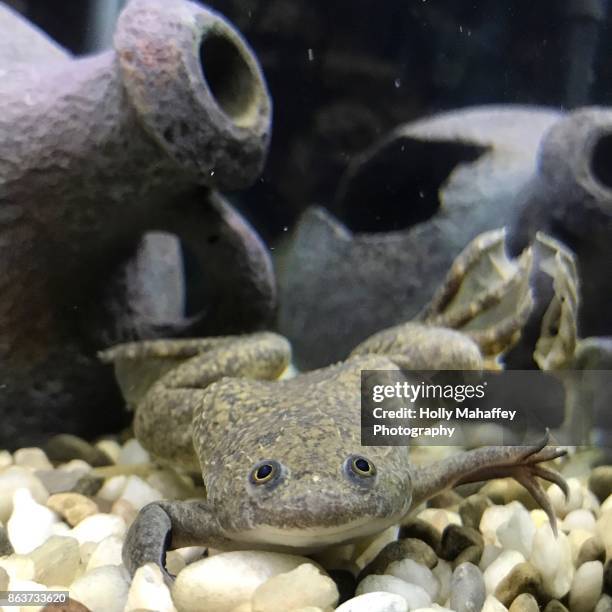 african clawed frog 1 - african clawed frog stock pictures, royalty-free photos & images