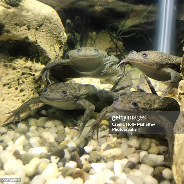 african clawed frogs - african clawed frog stock pictures, royalty-free photos & images