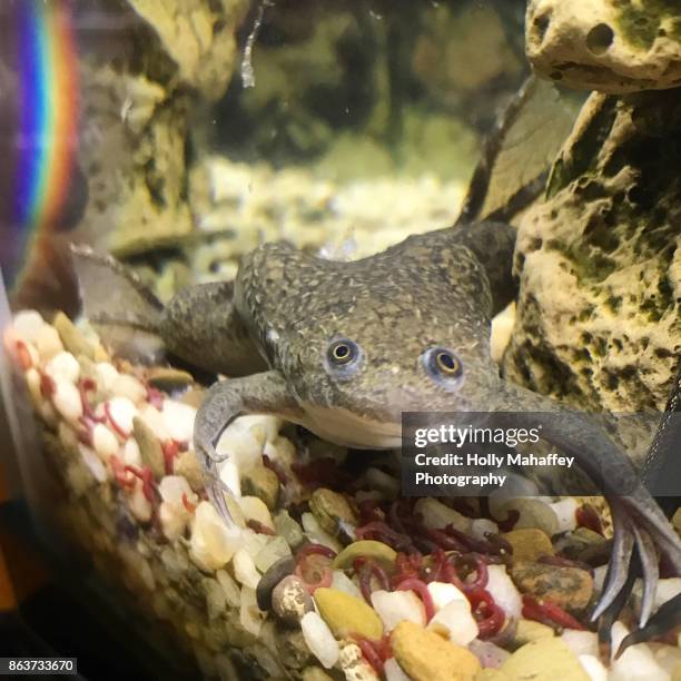 african clawed frog 4 - african clawed frog stock pictures, royalty-free photos & images