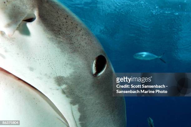 tiger sharks - tiger shark stock-fotos und bilder