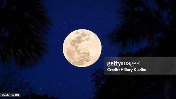 full moon in sky with palm trees - low angle view of silhouette palm trees against sky stock-fotos und bilder