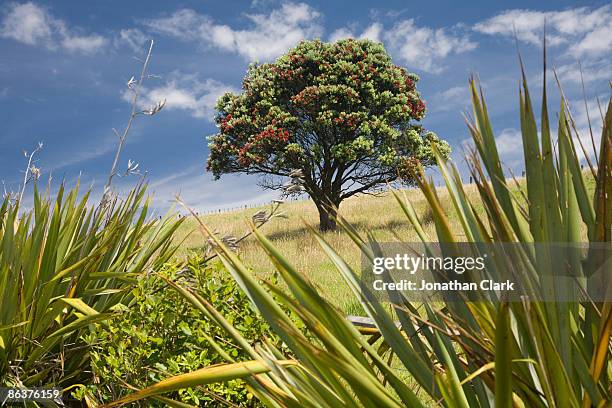 pohutukawa tree and flax bushes - pohutukawa flower stockfoto's en -beelden