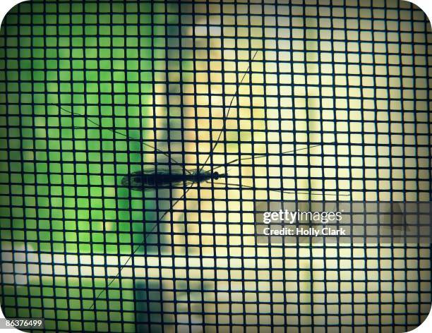 High Res Insect Screen Bitmap 445 Insect Screen Stock Photos, High-Res Pictures, and Images - Getty ...