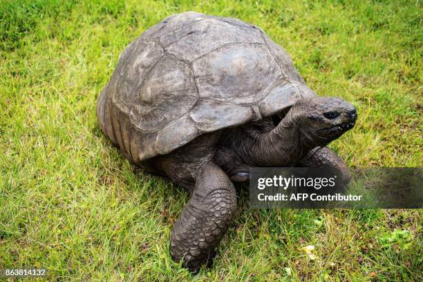 Jonathan, a Seychelles giant tortoise, believed to be the oldest reptile living on earth with and alleged age of 185 years, crawls through the lawn...