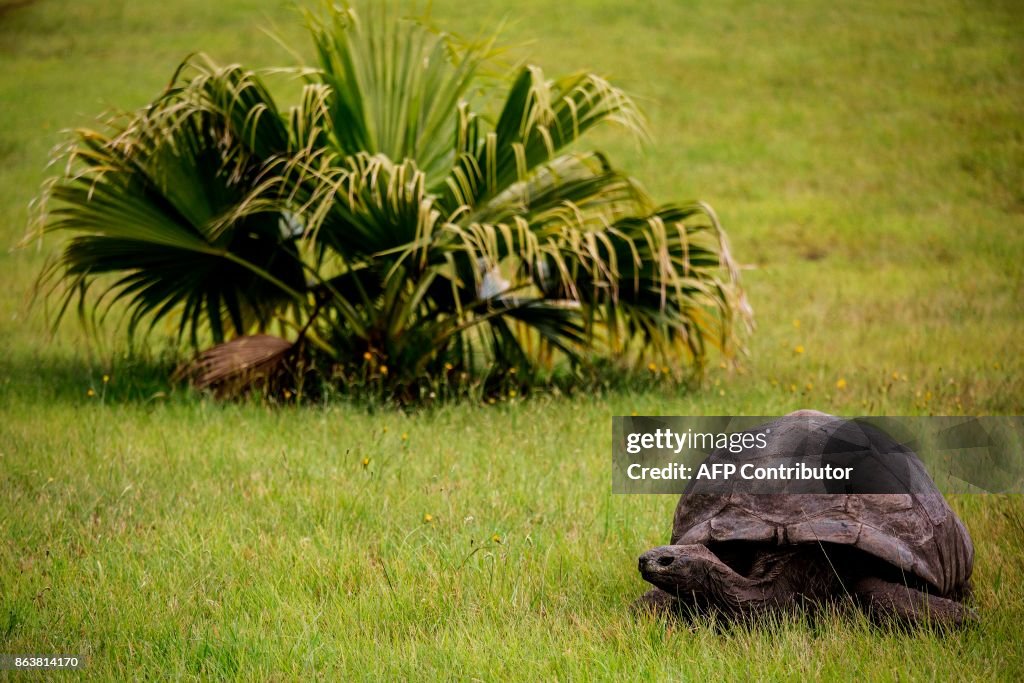 SAINTHELENA-CONSERVATION-ANIMAL