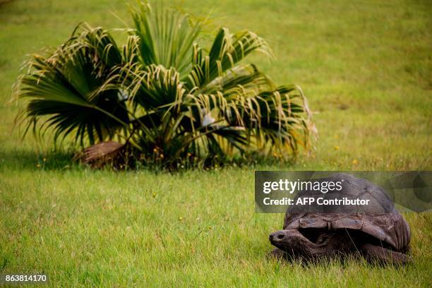 Jonathan, a Seychelles giant tortoise, believed to be the oldest reptile living on earth with and alleged age of 185 years, crawls through the lawn...