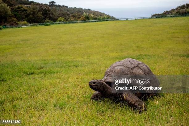 Jonathan, a Seychelles giant tortoise, believed to be the oldest reptile living on earth with and alleged age of 185 years, crawls through the lawn...