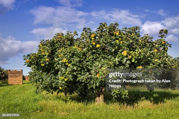 bramley harvest season - crimson bramley apple stock pictures, royalty-free photos & images