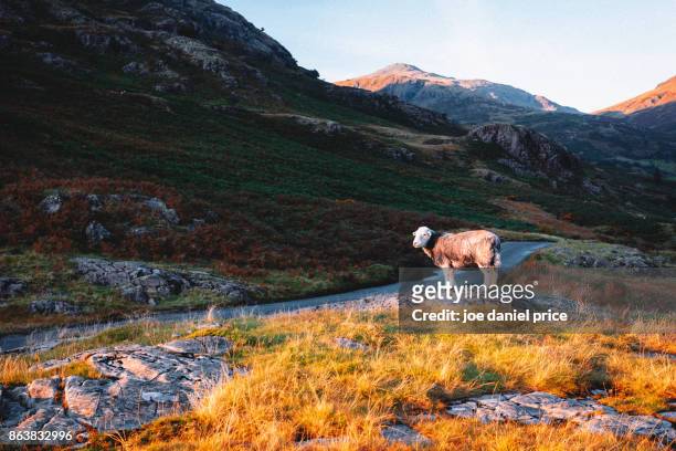 herdwick sheep, wasdale head, lake district, cumbria, england - herdwick sheep stockfoto's en -beelden
