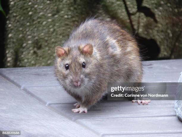 brown rat aka norwegian rat on terrace - rattus norvegicus - rat fotografías e imágenes de stock