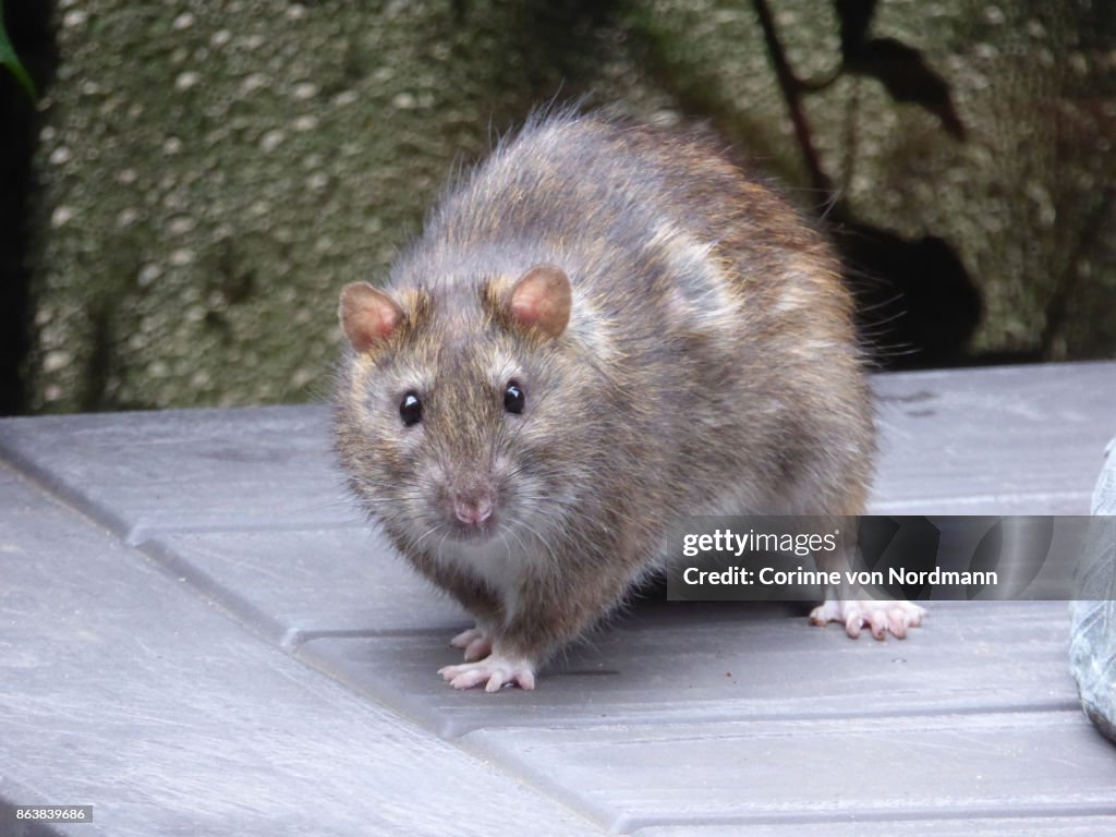 Brown Rat aka Norwegian Rat on Terrace - Rattus norvegicus