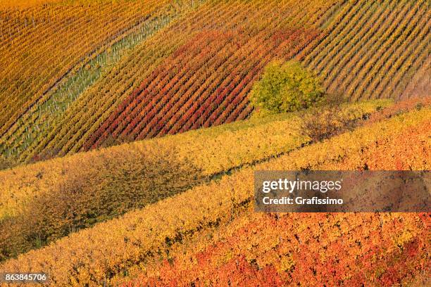 herbst in deutschen weinbergen - heilbronn stock-fotos und bilder