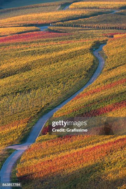 autumn in german vineyards with pathway - heilbronn stock pictures, royalty-free photos & images