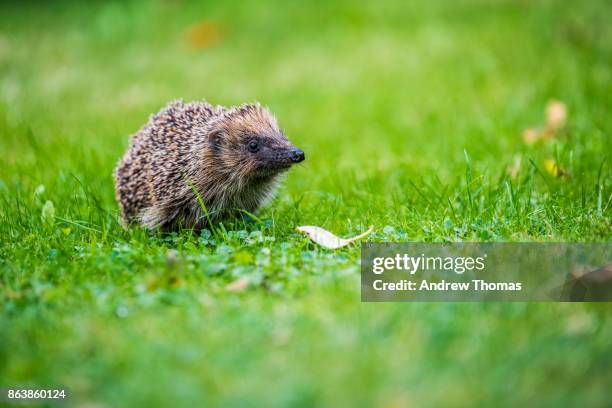garden friends - hedgehog stock pictures, royalty-free photos & images