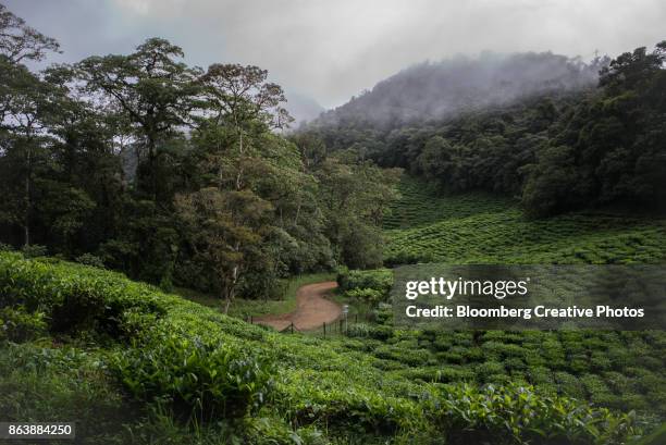 fields of tea plants in colombia - valle del cauca stock-fotos und bilder