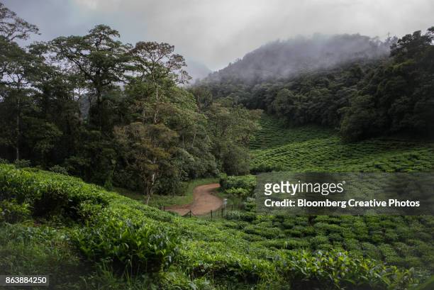 fields of tea plants in colombia - valle del cauca imagens e fotografias de stock