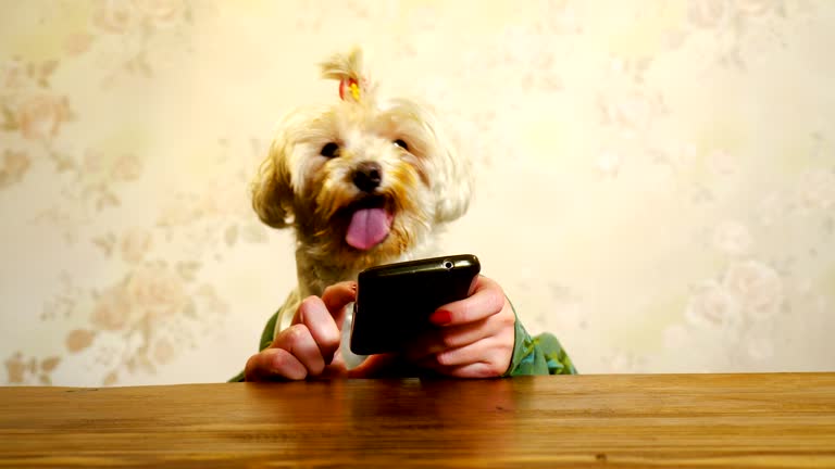 Dog Using Smartphone 3,188 Dog Using Cell Phone Stock Videos, Footage, & 4K Video Clips ...