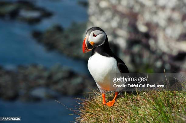 a atlantic puffin at bird cliff of látrabjarg, westfjords, iceland - littoral rocheux photos et images de collection