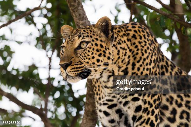 leopard, jagd tier - animal eye stock-fotos und bilder