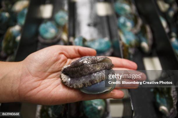 a worker displays a fattened abalone mollusk - abalone fishing stock pictures, royalty-free photos & images