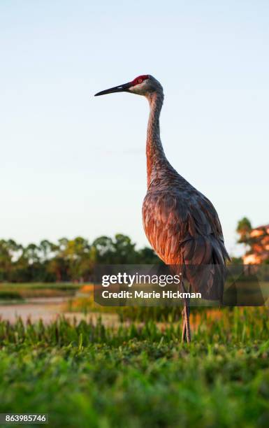 crane lookin left towards the sun at sunset. - lake okeechobee ストックフォトと画像