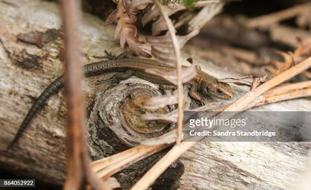 a common lizard warming up in the sun on a log. - lacerta vivipara stock pictures, royalty-free photos & images