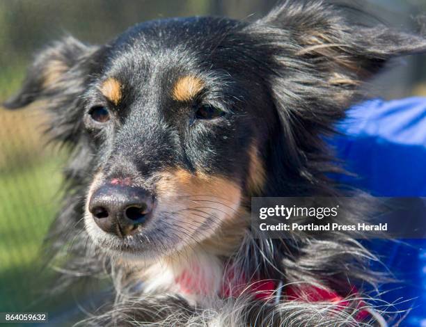 Dogs and one cat arrived at the Animal Refuge League of Greater Portland Thursday morning following a long flight from Puerto Rico. The Puerto Rican...