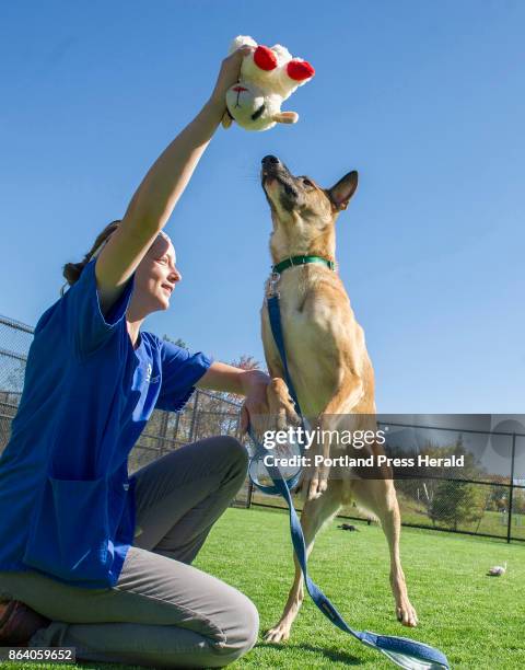 Dogs and one cat arrived at the Animal Refuge League of Greater Portland Thursday morning following a long flight from Puerto Rico. The Puerto Rican...