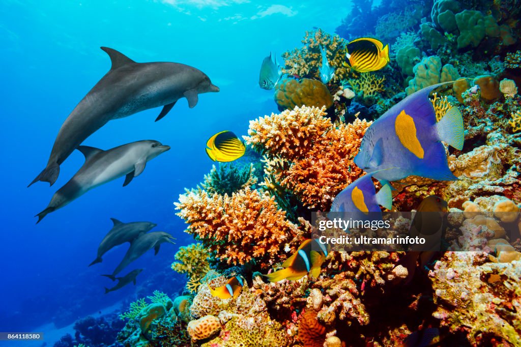 Dolphin Sea Life Schule Delphine Korallenriff Unterwasser Scuba Diver Sicht Rotes Meer Natur & Wildlife