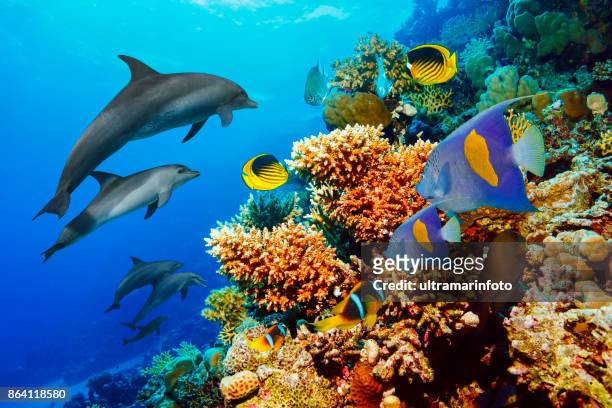 dolphin  sea life  school of dolphines  coral reef underwater  scuba diver point of view  red sea nature & wildlife - sea life stock pictures, royalty-free photos & images