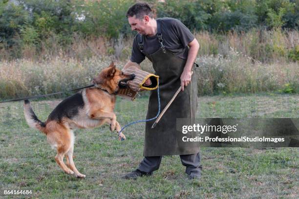 police dog trains a defense-attack. - breeder stock pictures, royalty-free photos & images