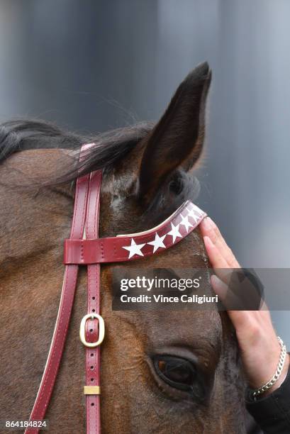 Ulmann is given a pat after winning Race 6, Moonga Stakes during Melbourne Racing on Caulfield Cup Day at Caulfield Racecourse on October 21, 2017 in...