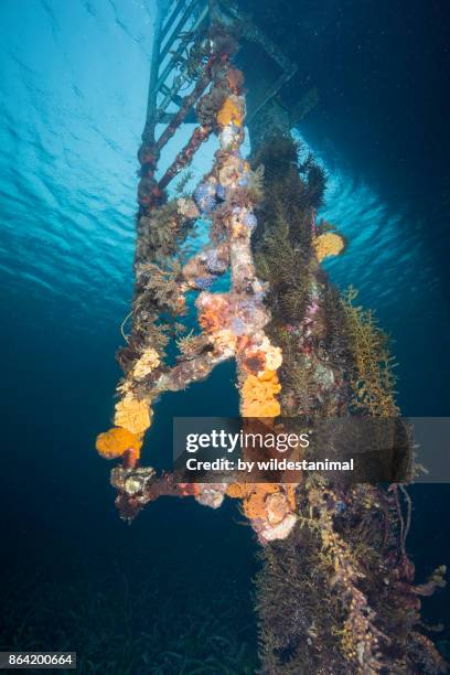 underwater view of a coral covered ladder at the tumby bay jetty in the town of tumby bay, south australia. - leafy seadragons stock-fotos und bilder