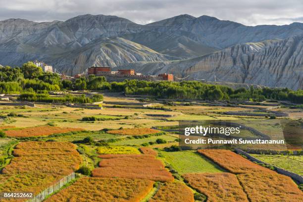 paddy rice and buckwheat field at tsarang village, upper mustang, nepal - buckwheat ストックフォトと画像