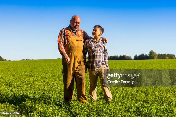 landwirt zu fuß mit seinem sohn in einem feld von luzerne. - alfalfa field stock-fotos und bilder