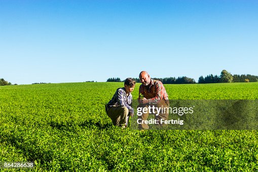 Farmer checking an alfalfa field with his son on a beautiful sunny afternoon.